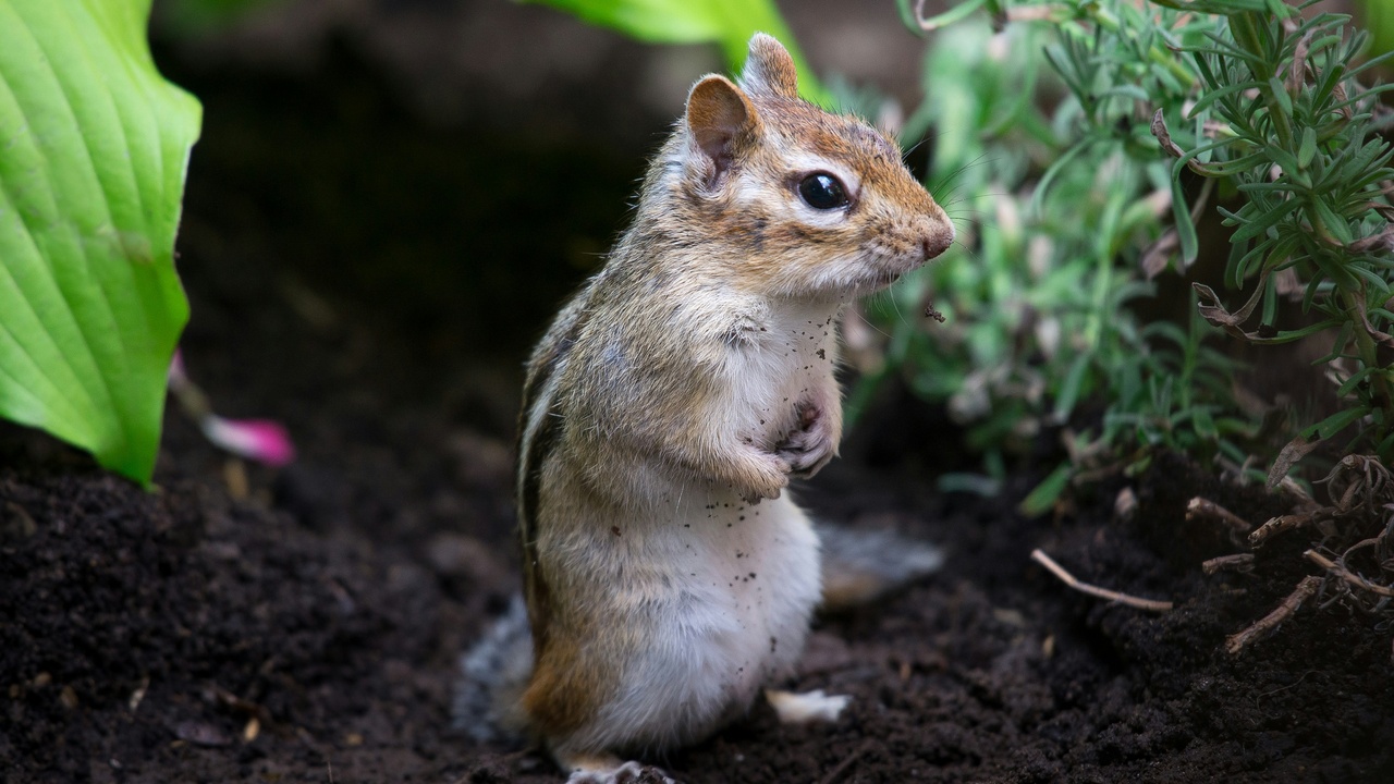Chipmunk near a garden path, illustrating human-wildlife interaction