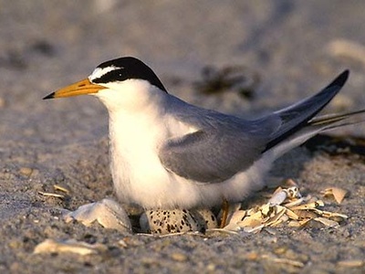 Interior least tern