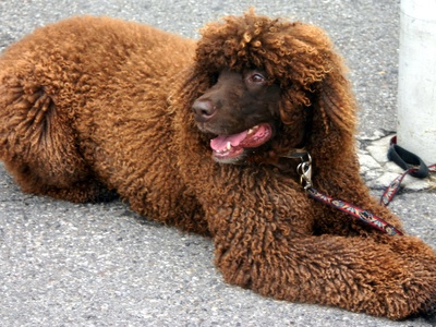 Irish Water Spaniel