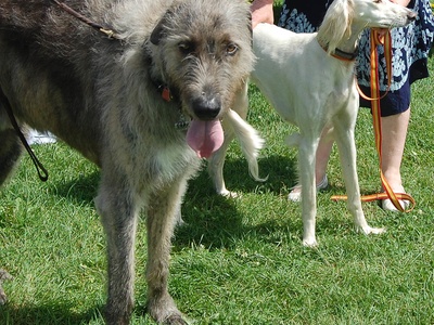Irish Wolfhound