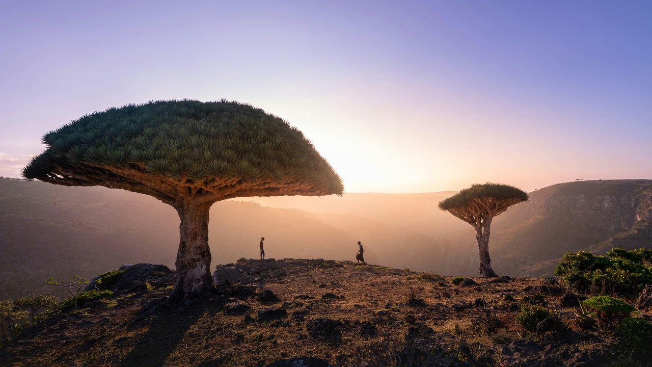 Socotra landscape with Dragon's Blood trees and endemic vegetation