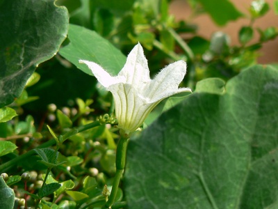 Ivy gourd