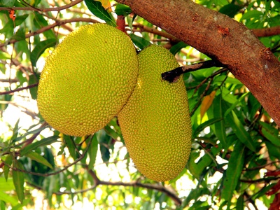 Jackfruit (young pods used)