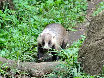 Japanese badger