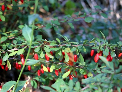 Japanese barberry