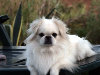 Japanese Chin
