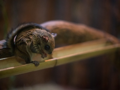 Japanese dwarf flying squirrel