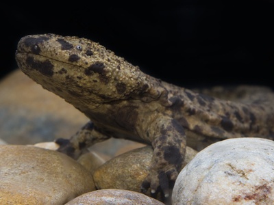 Japanese giant salamander
