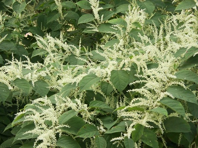 Japanese knotweed (Japanischer Staudenknöterich)