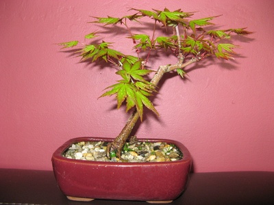 Japanese maple