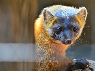 Japanese marten