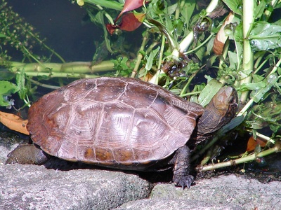 Japanese pond turtle