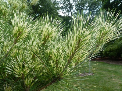 Japanese red pine