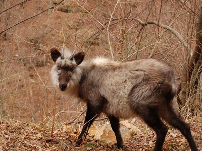 Japanese serow