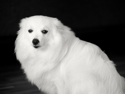 Japanese Spitz