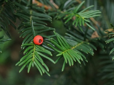 Japanese yew