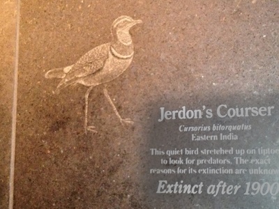 Jerdon's courser