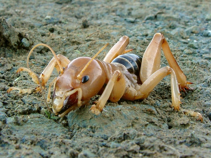 Large Desert Insects List of Desert Insects - Flora Fauna Fun