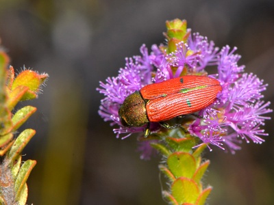 Jewel Beetle