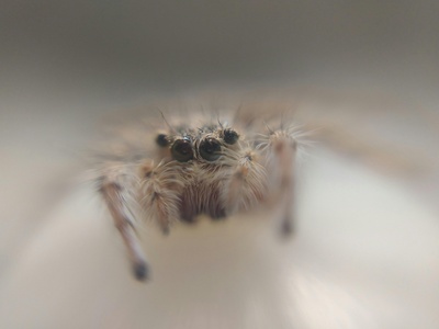 Johnson's jumping spider