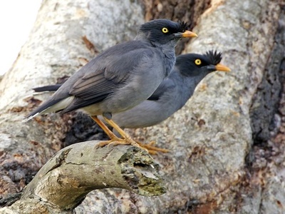 Jungle Myna