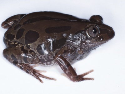 Kassina senegalensis