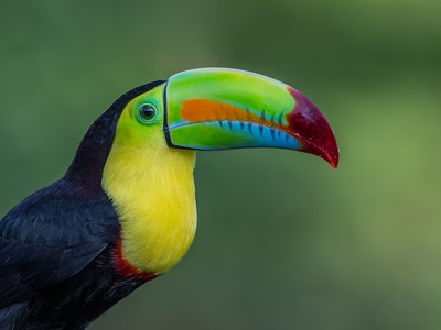 Keel-billed toucan