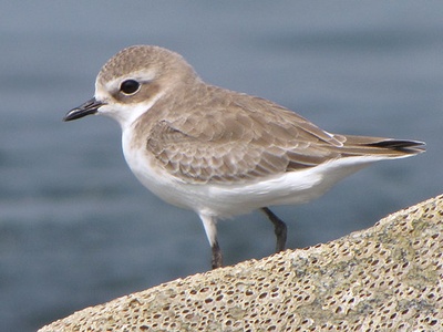 Kentish Plover
