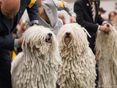 Komondor