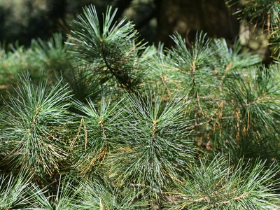 Korean pine