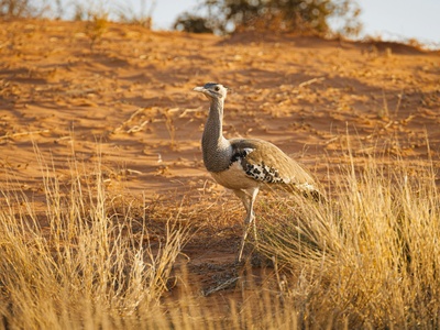 Kori Bustard