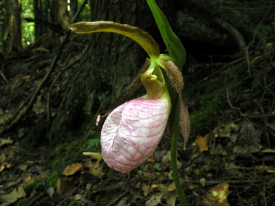 Lady's-slipper orchid