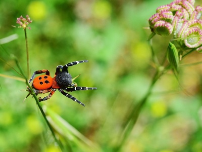 Ladybird spider