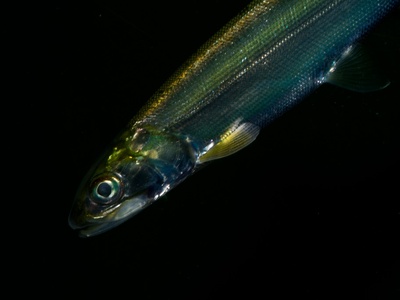 Ladyfish (ten-pounder)