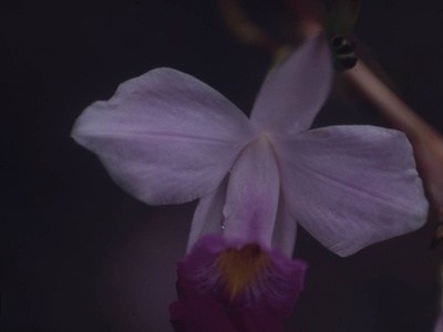 Laelia orchid