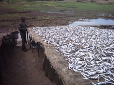 Lake sardine (Usipa)