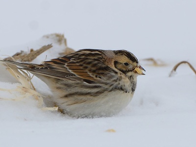 Lapland longspur