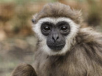 Lar gibbon