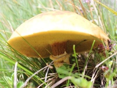 Larch Bolete