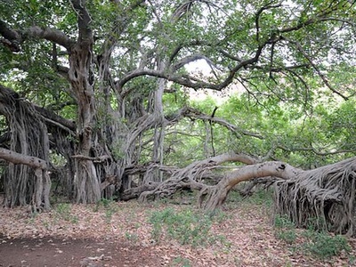 Large-leafed mangrove
