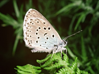 Large blue butterfly