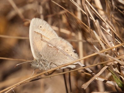 Large heath