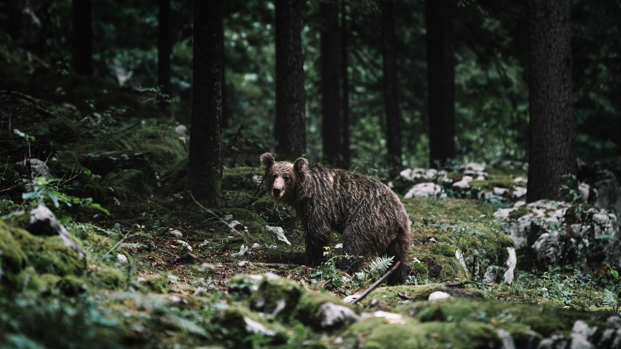 Brown bear in Slovenian forest, illustrating large mammal habitat