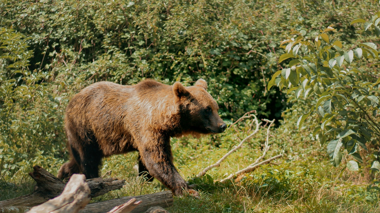 Large brown bear in Carpathian forest near alpine meadows, Slovakia.