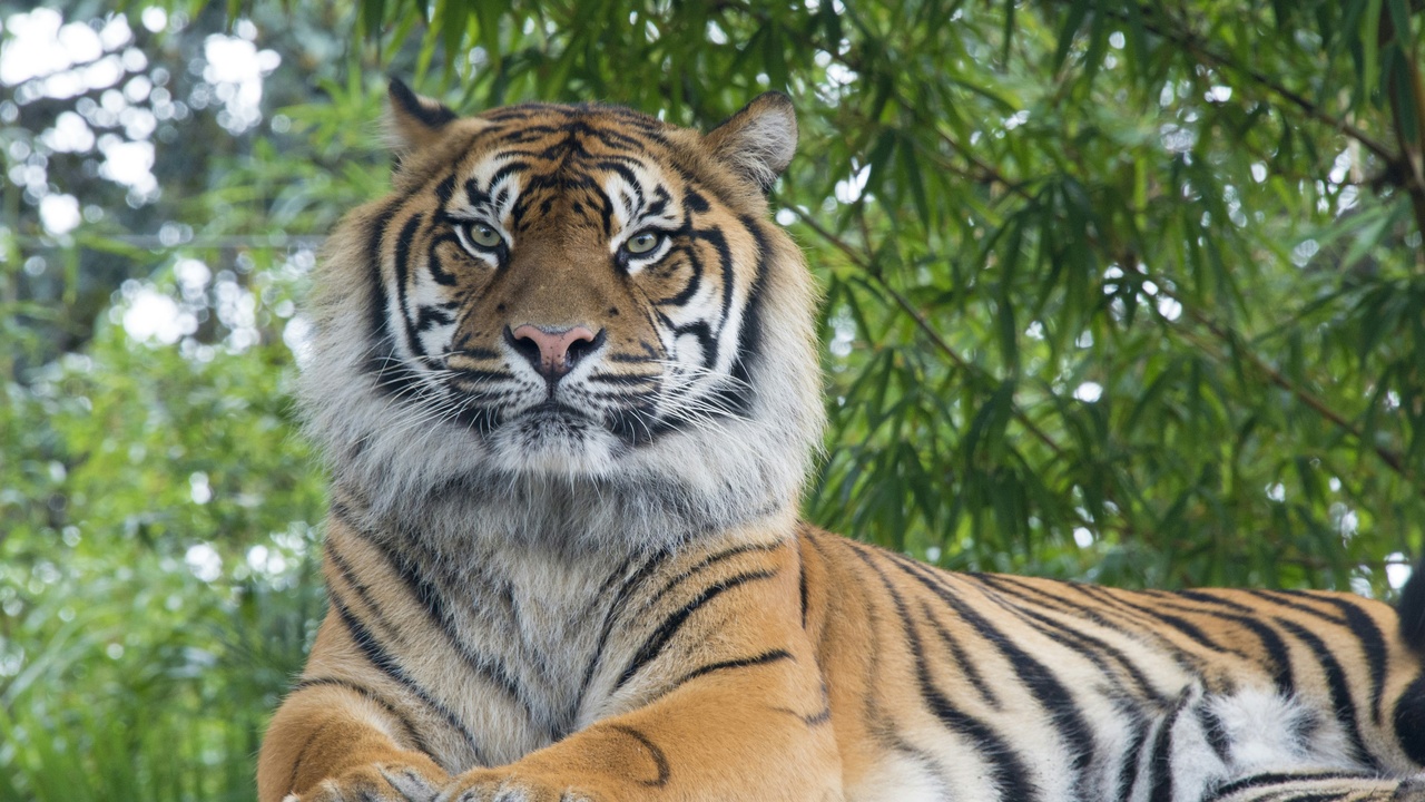Lone tiger standing on a ridge, representing large solitary mammals