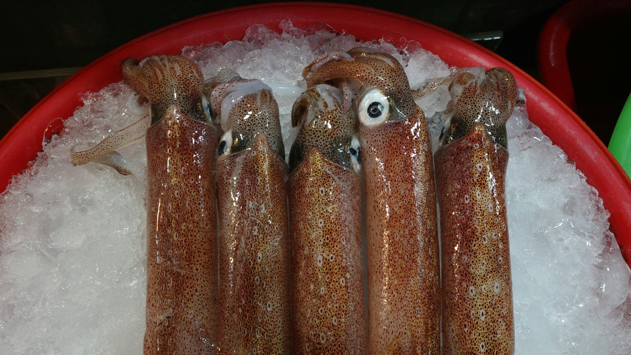 Colossal squid specimen and leatherback turtle on the beach