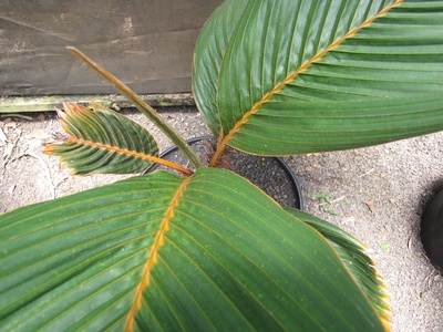 Latanier palm