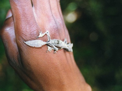 Leaf-tailed gecko