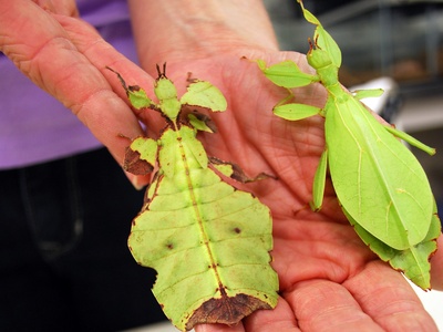 Leaf insect