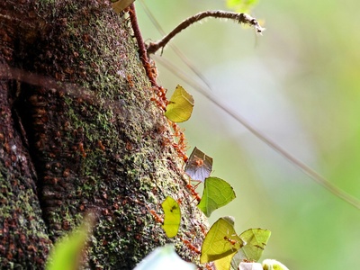 Leafcutter ant